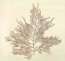 1 – Tavola tratta da Turner (1808-1809)